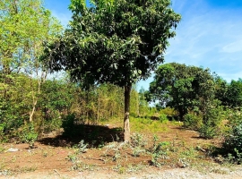 Đất Vườn Diện Tích 1.000 m2 - Thích Hợp Làm…
